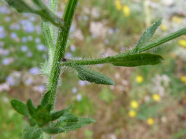 Feuilles généralement lancéolées et épaissies sur le pourtour; on notera qu'elles sont dotées de longs poils. Agrandir dans une nouvelle fenêtre (ou onglet)